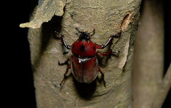 Trypoxylus dichotomus tsunobosonis