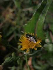 Eristalinus