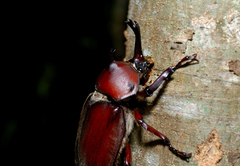 Trypoxylus dichotomus tsunobosonis