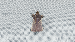 Dasycnemia obliqualis