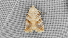 Diastema tigris