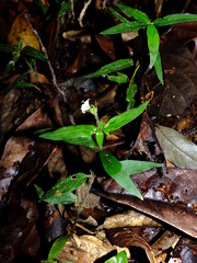 Palicourea callithrix