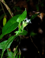 Palicourea callithrix