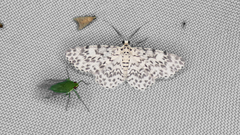 Hymenomima umbelularia