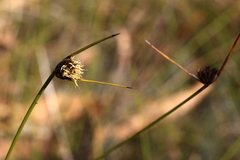 Mesomelaena pseudostygia