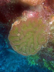 Mycetophyllia
