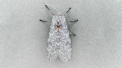 Hypercompe albescens