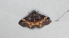 Metalectra carneomacula