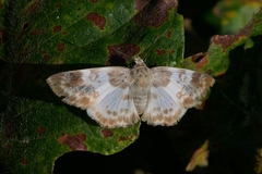 Polyctor cleta