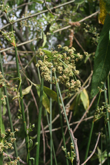 Scirpoides