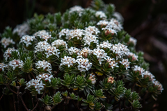 Pimelea milliganii