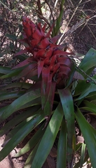 Tillandsia imperialis