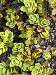 Pimelea microphylla