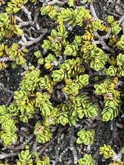 Pimelea microphylla