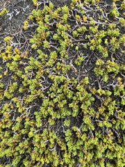 Pimelea microphylla