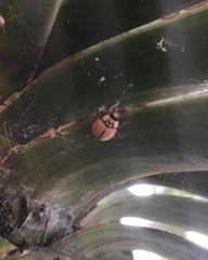 Mulsantina mexicana