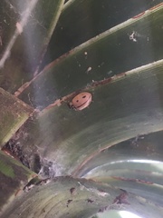 Mulsantina mexicana