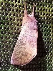 Hemiceras conspirata