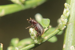 Pachycotes peregrinus