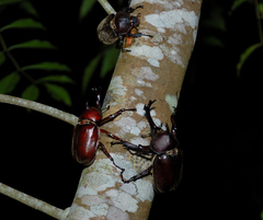 Trypoxylus dichotomus tsunobosonis