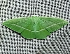 Tachyphyle allineata