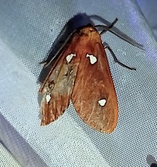 Hyperthaema sanguineata