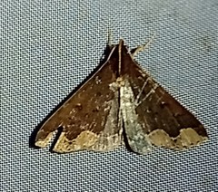 Rejectaria cocytalis
