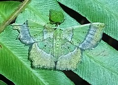Neagathia corruptata