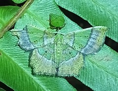 Neagathia corruptata