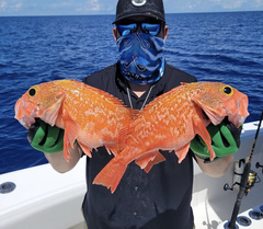 Helicolenus dactylopterus