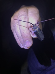 Acalodegma servillei