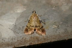 Epipaschia superatalis