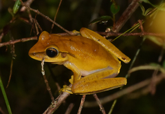 Boana multifasciata