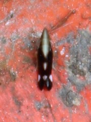 Neomegamelanus lautus