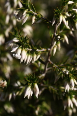 Styphelia conostephioides