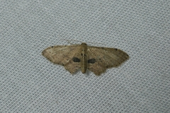 Idaea triangulata