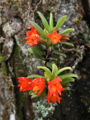 Fernandezia sanguinea