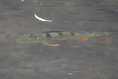 Cichla ocellaris
