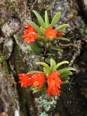 Fernandezia sanguinea
