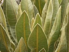 Espeletia occidentalis