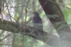 Hierococcyx nisicolor