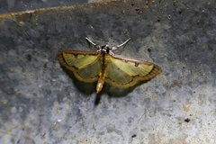 Goniorhynchus salaconalis