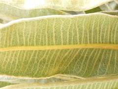 Espeletia occidentalis