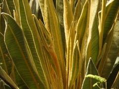 Espeletia occidentalis