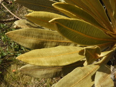 Espeletia occidentalis