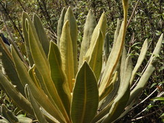 Espeletia occidentalis