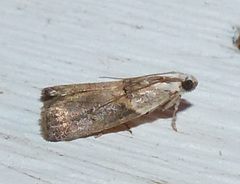 Acrobasis palliolella