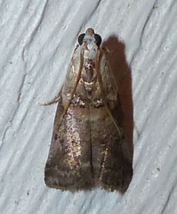 Acrobasis palliolella