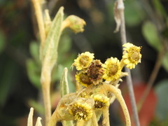 Espeletia occidentalis