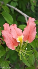 Bauhinia grevei